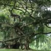 Ficus benjamina - Figueira Benjamim, Figo Chorão, Weeping Fig - Image 3