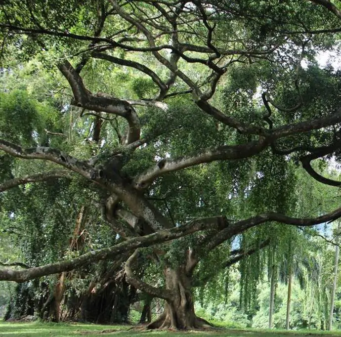 Ficus benjamina - Figueira Benjamim, Figo Chorão, Weeping Fig - Imagem 3