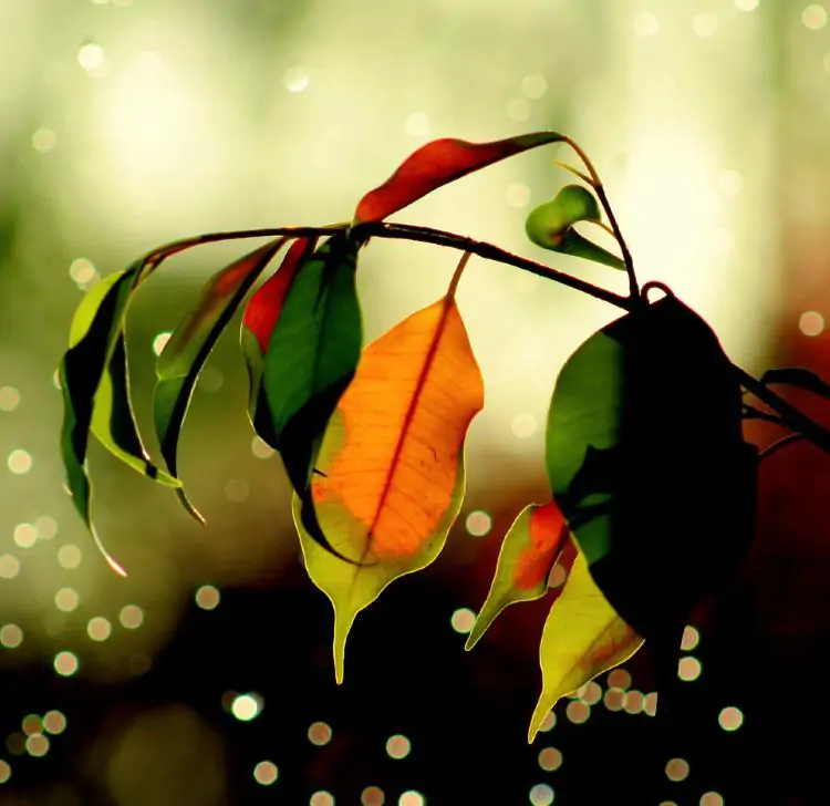 Ficus benjamina - Figueira Benjamim, Figo Chorão, Weeping Fig - Imagem 4