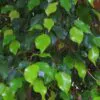 Ficus benjamina - Figueira Benjamim, Figo Chorão, Weeping Fig - Image 6