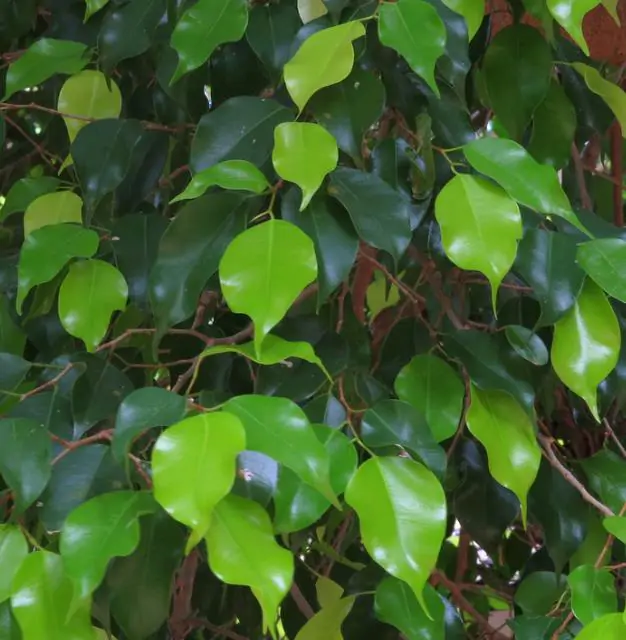 Ficus benjamina - Figueira Benjamim, Figo Chorão, Weeping Fig - Imagem 6