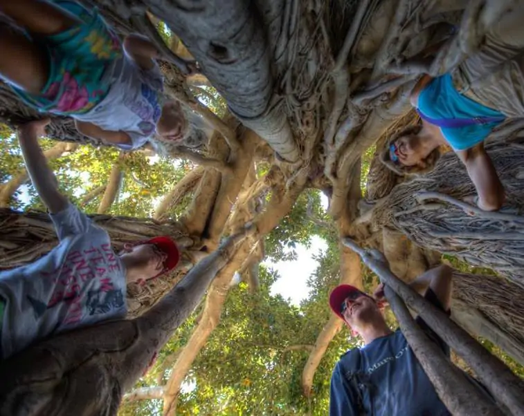 Ficus benjamina - Figueira Benjamim, Figo Chorão, Weeping Fig - Imagem 7
