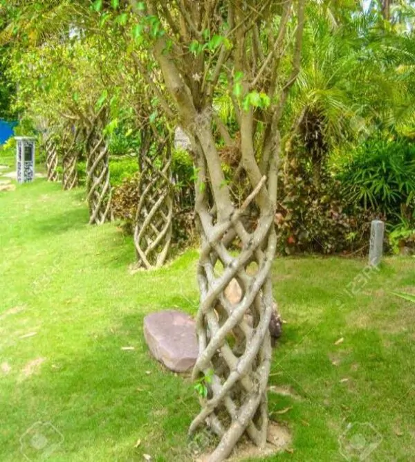 Ficus benjamina - Figueira Benjamim, Figo Chorão, Weeping Fig - Image 8