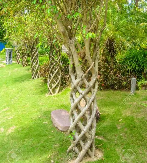 Ficus benjamina - Figueira Benjamim, Figo Chorão, Weeping Fig - Imagem 8