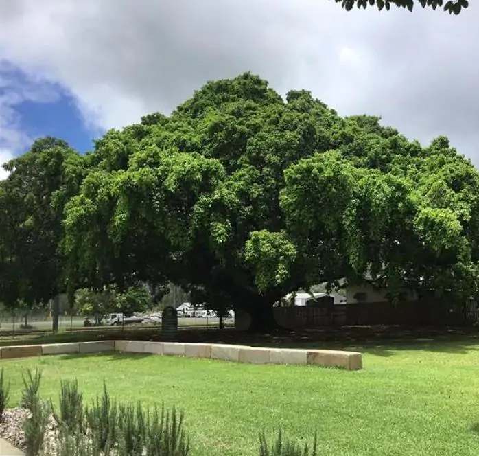 Ficus benjamina - Figueira Benjamim, Figo Chorão, Weeping Fig - Imagem 9
