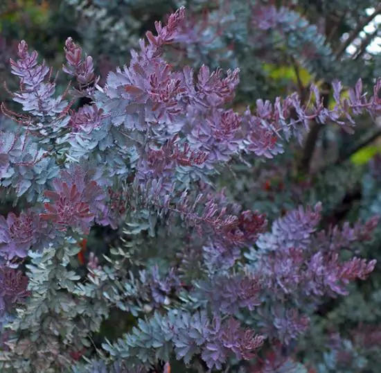 Acacia Baileyana Purpurea - Acacia, Purple Cootamandra Wattle, Purple Leaf Acacia, Acacia Baileyana Purpurea - Imagem 3