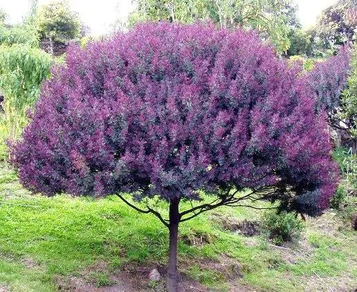 Acacia Baileyana Purpurea - Acacia, Purple Cootamandra Wattle, Purple Leaf Acacia, Acacia Baileyana Purpurea - Imagem 6