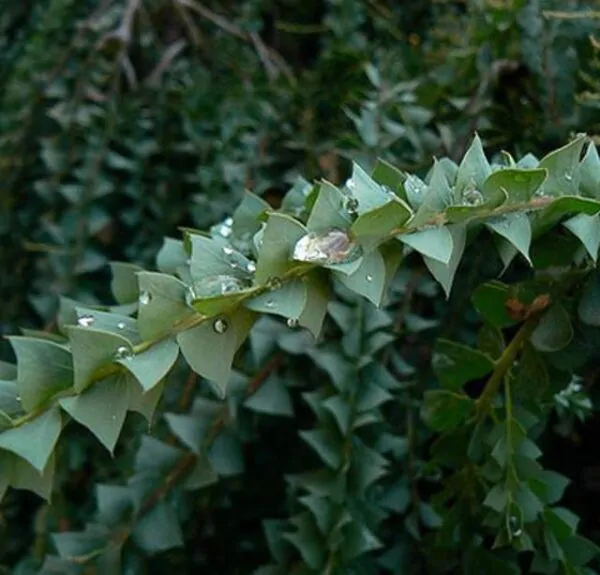 Acacia Pravíssima - Acacia, Ovens Wattle, Wedge-leaf Wattle - Image 5