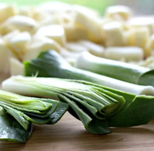 Allium ampeloprasum Porrum Geant De Suisse - Alho Poró gigante da Suíça, Alho-Poró gigante Suíço verão precoce, Alho Porro gi