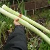 Allium ampeloprasum Porrum Geant De Suisse - Alho Poró gigante da Suíça, Alho-Poró gigante Suíço verão precoce, Alho Porro gi - Image 2
