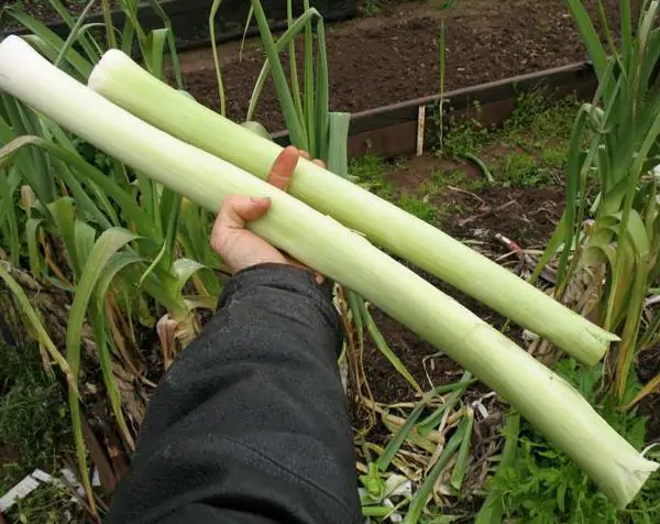 Allium ampeloprasum Porrum Geant De Suisse - Alho Poró gigante da Suíça, Alho-Poró gigante Suíço verão precoce, Alho Porro gi - Image 2