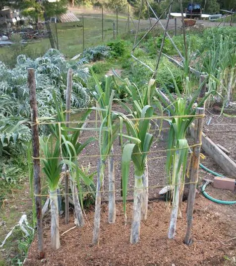 Allium ampeloprasum Porrum Geant De Suisse - Alho Poró gigante da Suíça, Alho-Poró gigante Suíço verão precoce, Alho Porro gi - Image 3