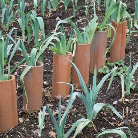 Allium ampeloprasum Porrum Geant De Suisse - Alho Poró gigante da Suíça, Alho-Poró gigante Suíço verão precoce, Alho Porro gi - Image 4
