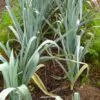 Allium ampeloprasum Porrum Geant De Suisse - Alho Poró gigante da Suíça, Alho-Poró gigante Suíço verão precoce, Alho Porro gi - Image 5