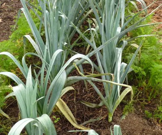 Allium ampeloprasum Porrum Geant De Suisse - Alho Poró gigante da Suíça, Alho-Poró gigante Suíço verão precoce, Alho Porro gi - Image 5