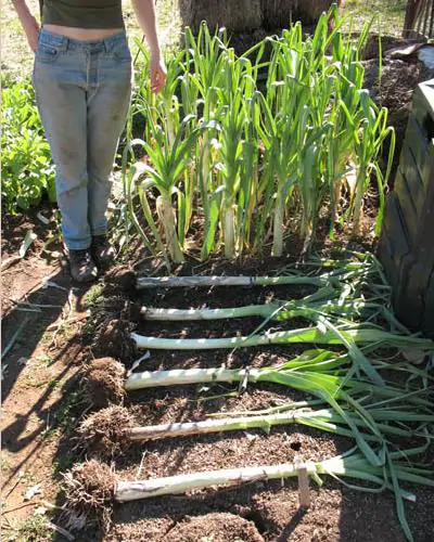Allium ampeloprasum Porrum Geant De Suisse - Alho Poró gigante da Suíça, Alho-Poró gigante Suíço verão precoce, Alho Porro gi - Image 6