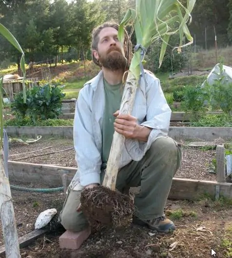 Allium ampeloprasum Porrum Geant De Suisse - Alho Poró gigante da Suíça, Alho-Poró gigante Suíço verão precoce, Alho Porro gi - Image 7