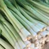 Allium ampeloprasum Porrum Geant De Suisse - Alho Poró gigante da Suíça, Alho-Poró gigante Suíço verão precoce, Alho Porro gi - Image 8
