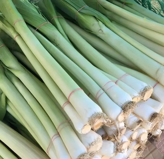 Allium ampeloprasum Porrum Geant De Suisse - Alho Poró gigante da Suíça, Alho-Poró gigante Suíço verão precoce, Alho Porro gi - Image 8
