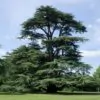 Cedrus libani var Libani - Cedro do Líbano - Image 2