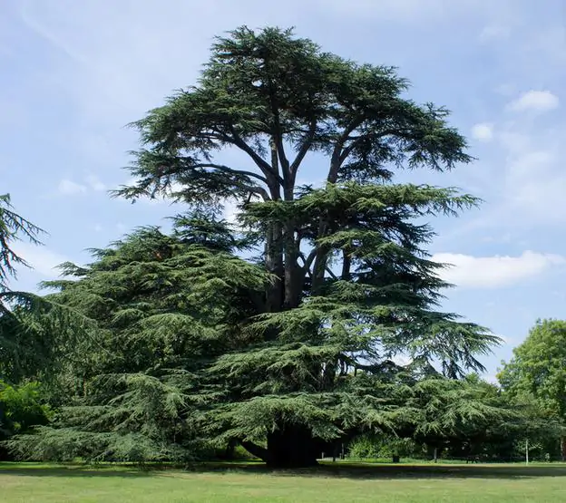 Cedrus libani var Libani - Cedro do Líbano - Imagem 2