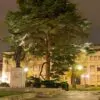 Cedrus libani var Libani - Cedro do Líbano