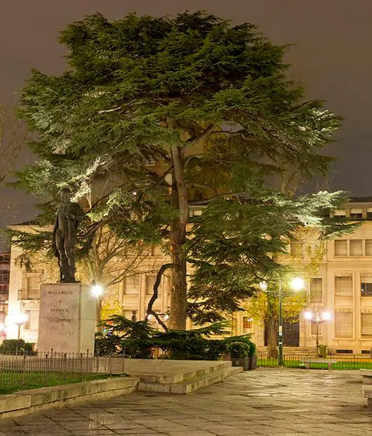 Cedrus libani var Libani - Cedro do Líbano