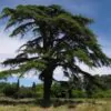 Cedrus libani var Libani - Cedro do Líbano - Image 3