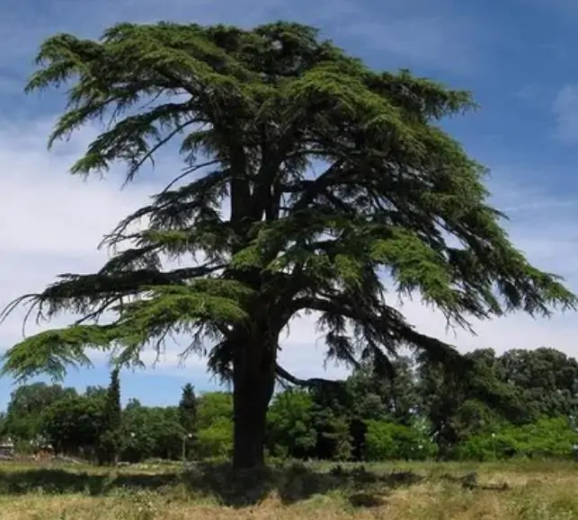 Cedrus libani var Libani - Cedro do Líbano - Imagem 3