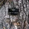 Cedrus libani var Libani - Cedro do Líbano - Image 4