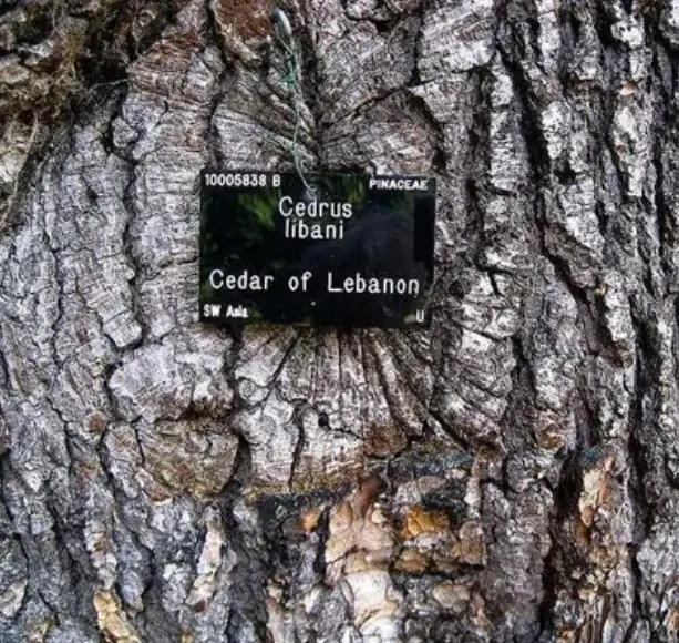 Cedrus libani var Libani - Cedro do Líbano - Imagem 4