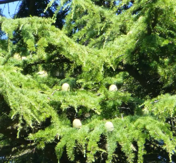 Cedrus libani var Libani - Cedro do Líbano - Imagem 5