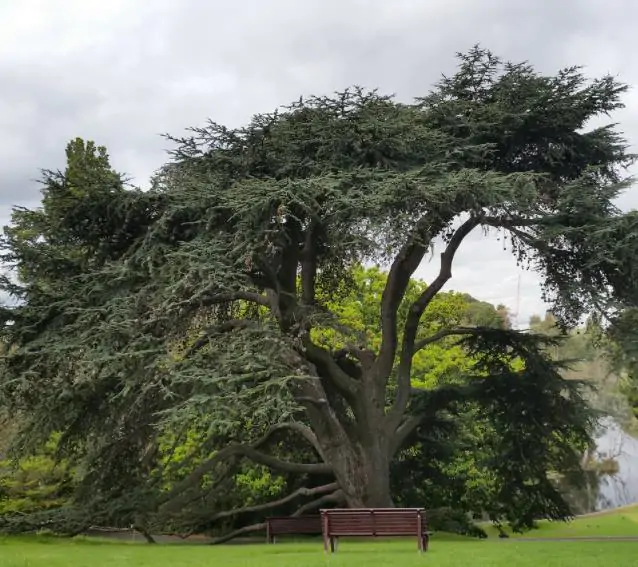 Cedrus libani var Libani - Cedro do Líbano - Imagem 6