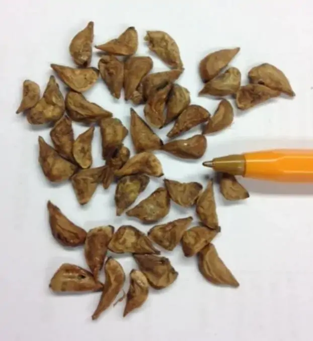 Cedrus libani var Libani - Cedro do Líbano - Imagem 7