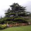 Cedrus libani var Libani - Cedro do Líbano - Image 8