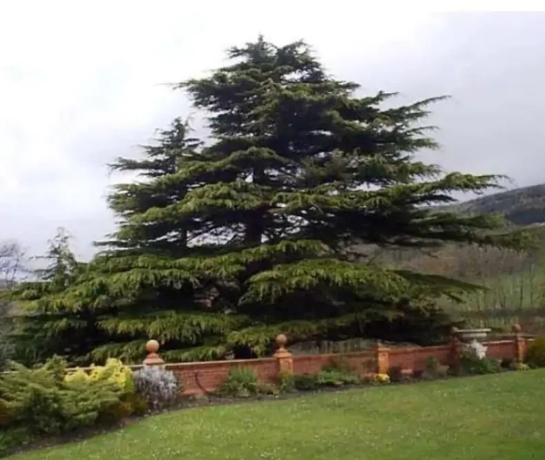 Cedrus libani var Libani - Cedro do Líbano - Imagem 8