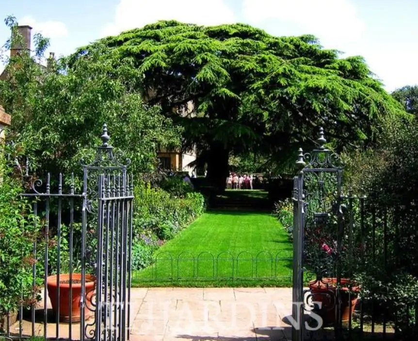 Cedrus libani var Libani - Cedro do Líbano - Imagem 9