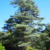 Cedrus libani var Libani - Cedro do Líbano - Image 10