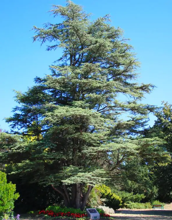Cedrus libani var Libani - Cedro do Líbano - Image 10