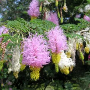 Dichrostachys cinerea - Árvore Lanterna de Natal, Árvore Lanterna Chinesa, Brinco de Princesa Aromático,