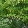 Dichrostachys cinerea - Árvore Lanterna de Natal, Árvore Lanterna Chinesa, Brinco de Princesa Aromático, - Image 4