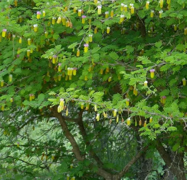 Dichrostachys cinerea - Árvore Lanterna de Natal, Árvore Lanterna Chinesa, Brinco de Princesa Aromático, - Image 4