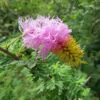 Dichrostachys cinerea - Árvore Lanterna de Natal, Árvore Lanterna Chinesa, Brinco de Princesa Aromático, - Image 5