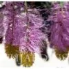 Dichrostachys cinerea - Árvore Lanterna de Natal, Árvore Lanterna Chinesa, Brinco de Princesa Aromático, - Image 8