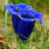 Gentiana acaulis - Genciana Flor Sino Azul, Genciana de Flor Grande, Genciana Trombeta - Image 2