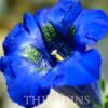 Gentiana acaulis - Genciana Flor Sino Azul, Genciana de Flor Grande, Genciana Trombeta - Image 3