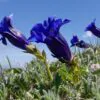 Gentiana acaulis - Genciana Flor Sino Azul, Genciana de Flor Grande, Genciana Trombeta - Image 4