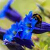 Gentiana acaulis - Genciana Flor Sino Azul, Genciana de Flor Grande, Genciana Trombeta - Image 5