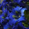 Gentiana acaulis - Genciana Flor Sino Azul, Genciana de Flor Grande, Genciana Trombeta - Image 6