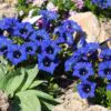 Gentiana acaulis - Genciana Flor Sino Azul, Genciana de Flor Grande, Genciana Trombeta - Image 7